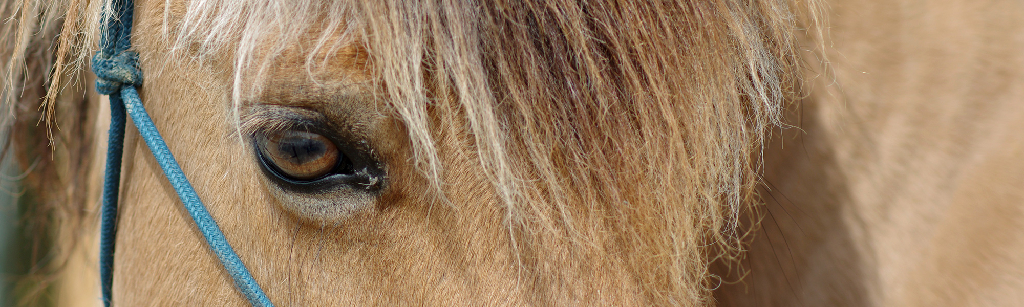 Pferdegestütztes Coaching Reittherapie