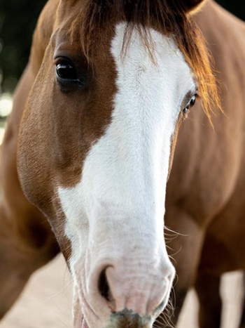 Reittherapie_Pferd_01