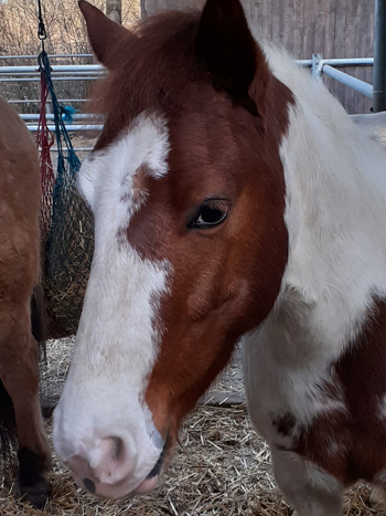 Reittherapie_Pferd_02